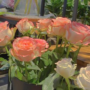 继夫吃嫩草挺进乖乖女
